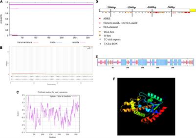 Overexpression of ZmIPT2 gene delays leaf senescence and improves grain yield in maize